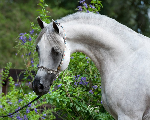 Kamal Ibn Adeed ( Al Adeed Al Shaqab x NF Bint Sajha ) 